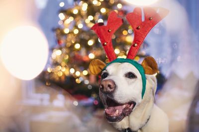 Dog with costume of reindeer antlers. funny portrait of happy labrador against christmas tree.