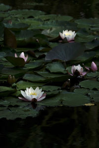 Close-up of lotus water lily in lake