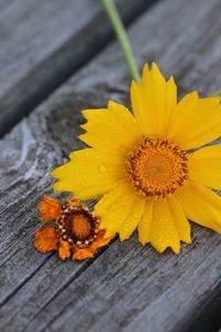 Close-up of wooden flower