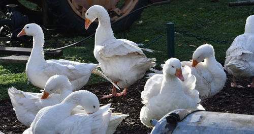 White swans