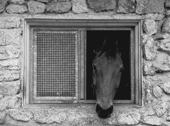 Close-up of horse