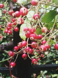 Close-up of red berries growing on tree