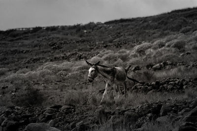 View of sheep on field