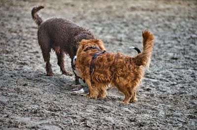 Full length of a dog on beach