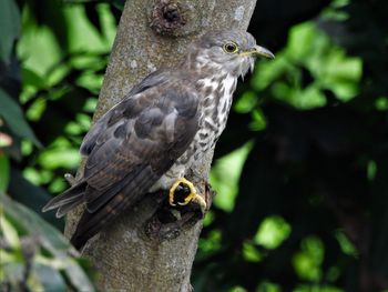 Common hawk cuckoo