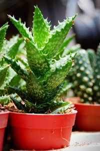 Close-up of potted cactus plant