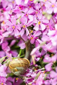 Close-up of pink flowering plant