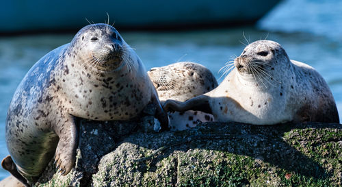 Close-up of seals relaxing on rock