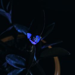 Close-up of insect on plant