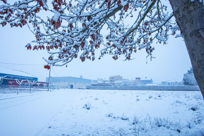 Snow covered tree by buildings in city