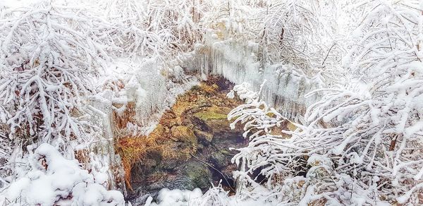 Full frame shot of frozen trees on land