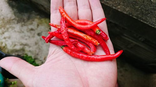 Close-up of hand holding red rose