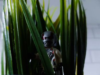 Close-up of bamboo amidst plants