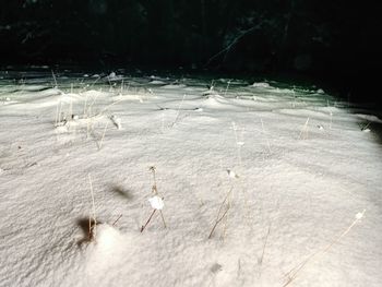 Flock of birds on snow covered land