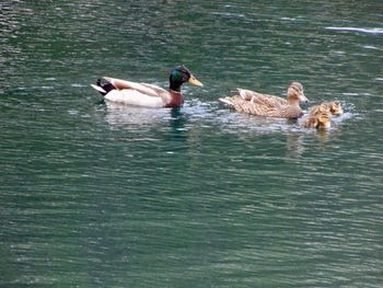 Ducks swimming in a lake