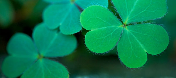 High angle view of green leaves