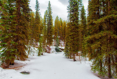 Road amidst trees in forest during winter