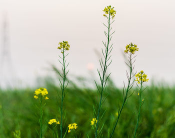 Close-up of yellow flowers blooming in field