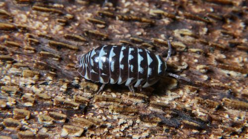 Close-up of insect