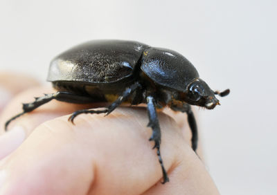 Close-up of insect on hand over white background