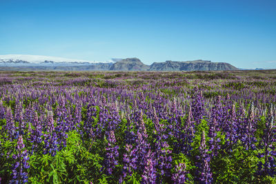 Purple flowering plants on field against blue sky