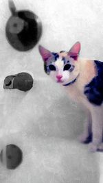 Cat looking away