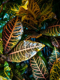 Close-up of fern leaves