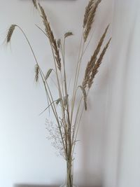 Close-up of stalks against the sky