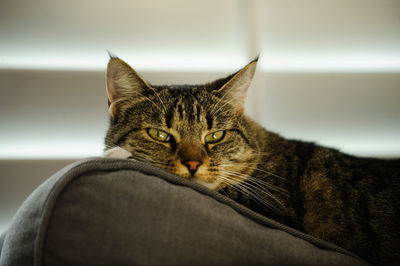 Close-up of a cat looking away