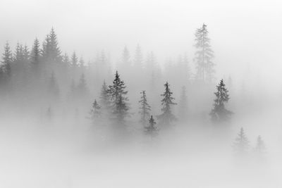 Abstract landscape in the mountains, with fog in the forest, in the morning in rodnei mountains 