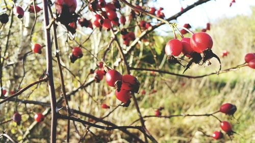 Close-up of red berries on tree