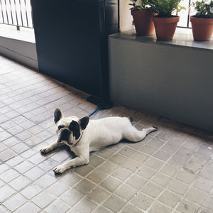 Dog lying on floor