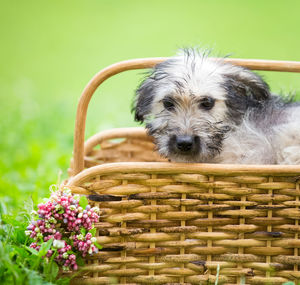 Portrait of a dog in basket