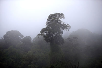 Trees in forest against sky