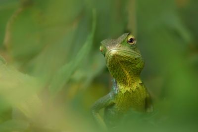 Close-up of a lizard