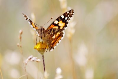 Close-up of butterfly pollinating on flower