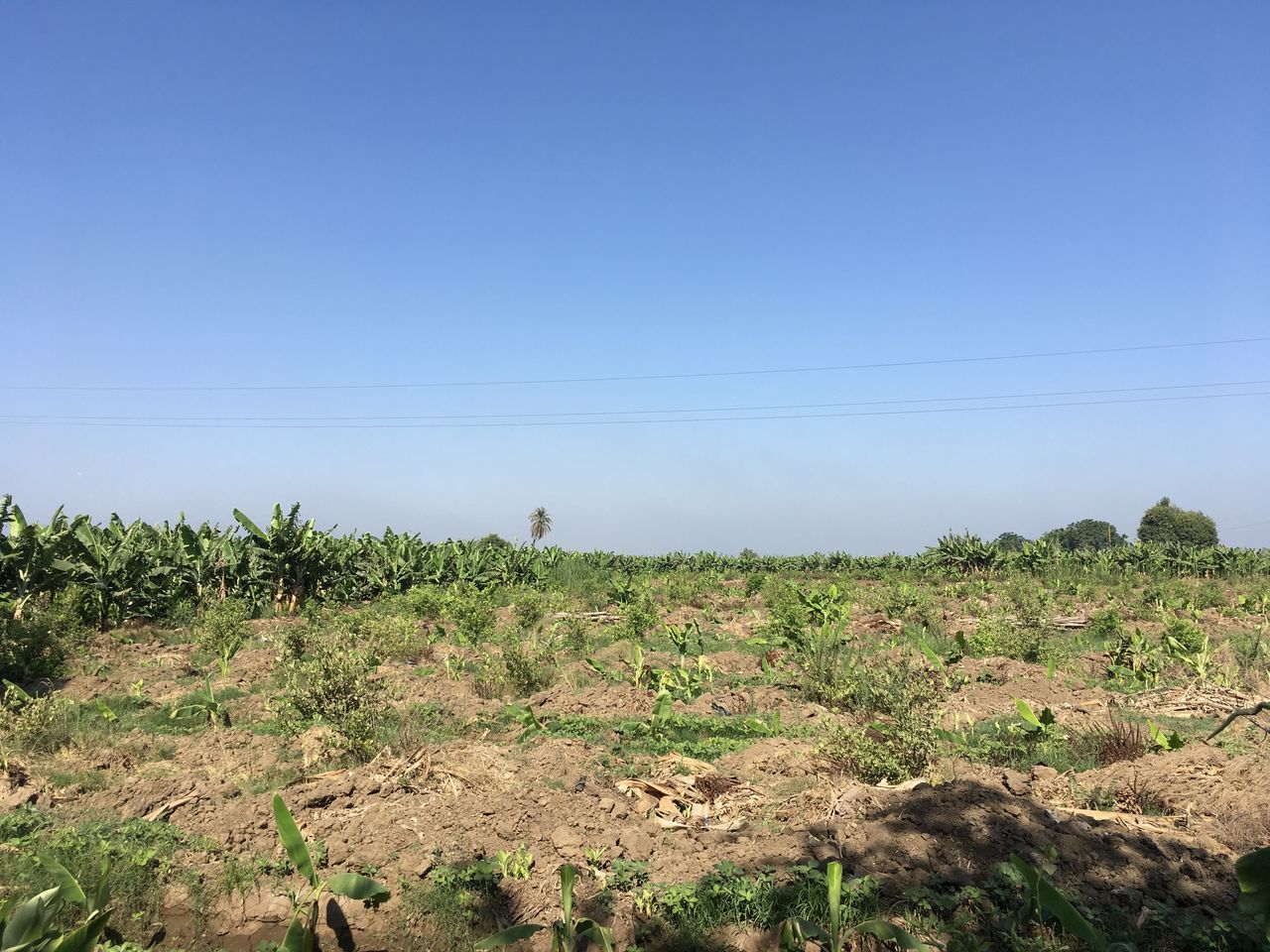 soil, sky, landscape, plant, natural environment, environment, nature, land, field, scenics - nature, blue, clear sky, hill, no people, rural area, agriculture, tree, day, growth, beauty in nature, tranquility, rural scene, outdoors, copy space, non-urban scene, tranquil scene, grass, horizon, sunny