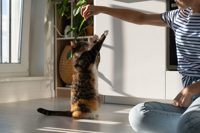 Young female owner enjoys and trains her beloved tricolor cat in cozy room at home. pet lovers.
