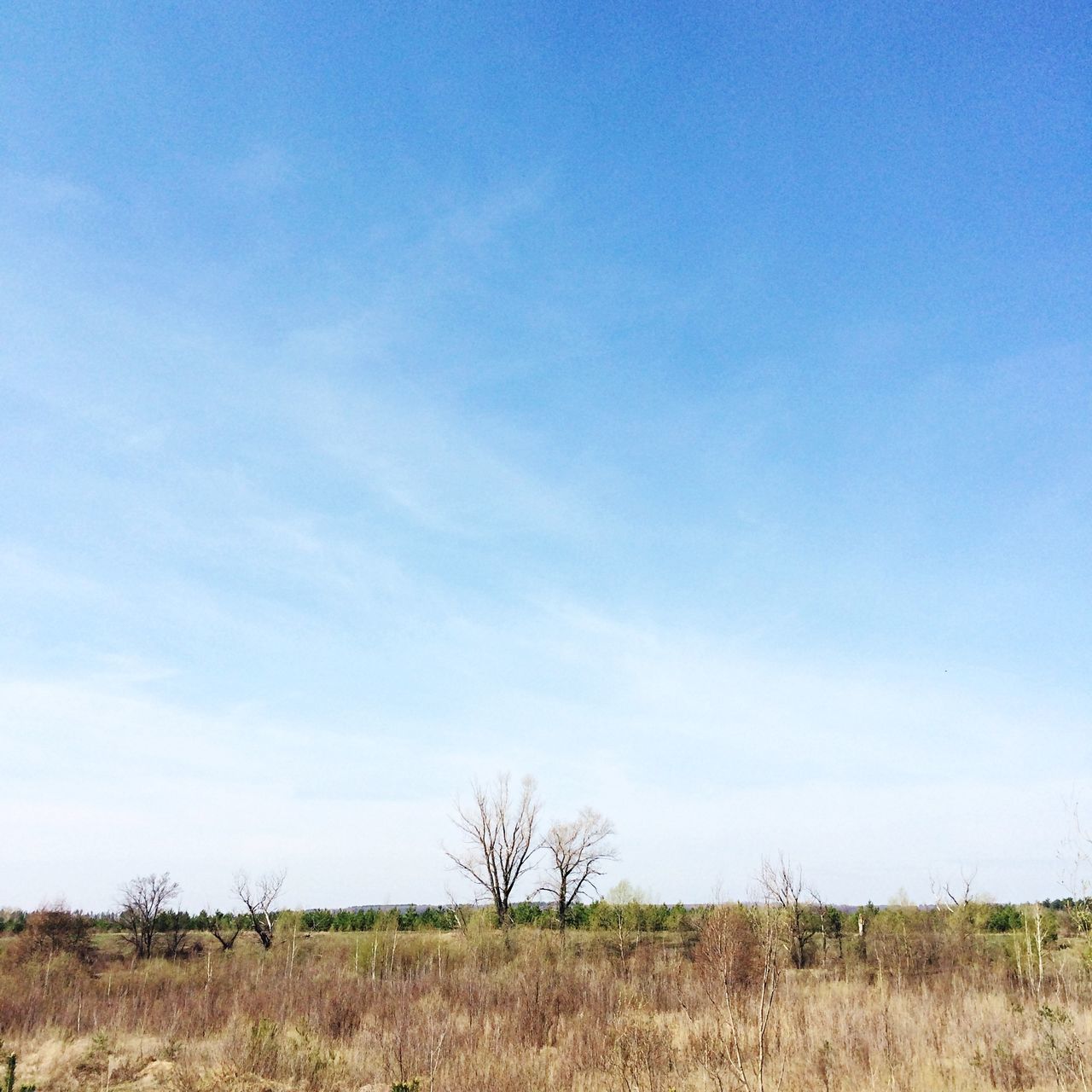 field, blue, landscape, tranquility, tranquil scene, grass, sky, scenics, nature, beauty in nature, horizon over land, clear sky, tree, growth, copy space, rural scene, non-urban scene, bare tree, remote, grassy