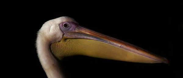 Close-up of bird against black background