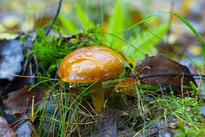 Close-up of mushroom growing on field