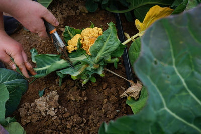 High angle view of person holding leaf