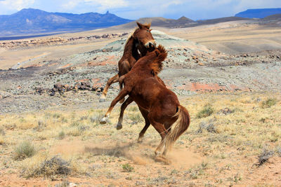 Horse on desert against sky