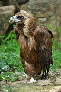 Close-up of eagle