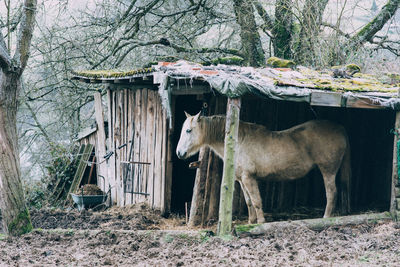 Horse standing in a field