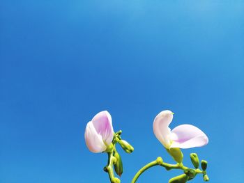 Low angle view of white flowering against blue sky