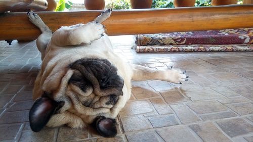 High angle view of dog sleeping on floor