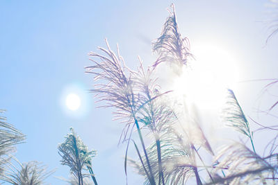 Low angle view of plants against sky on sunny day