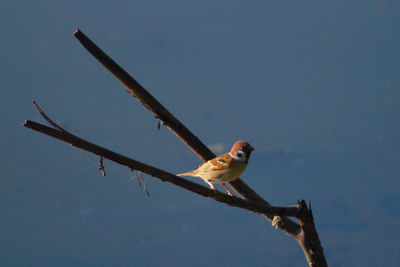 Low angle view of bird perching on branch