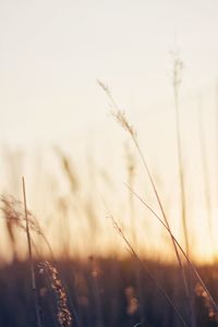 Close-up of wheat growing on field against sky